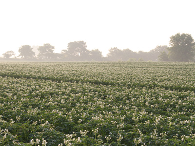 EarthFresh Farm, ON