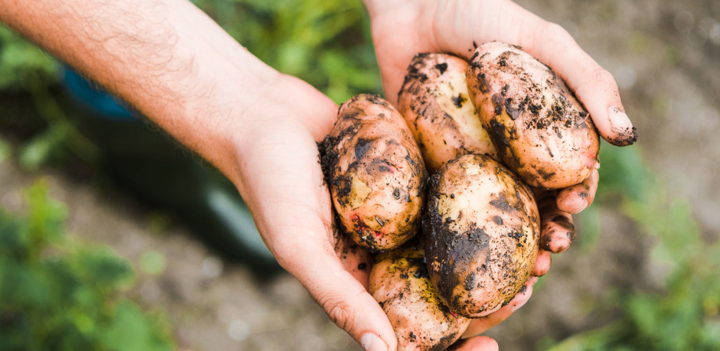 a farmer holding freshly picked potatoes