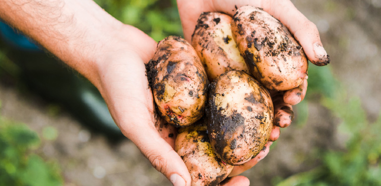 a farmer holding freshly picked potatoes