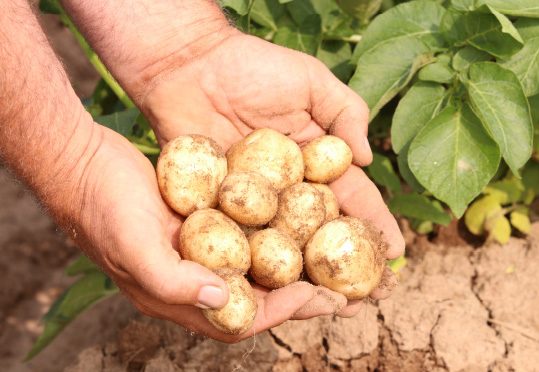 picking potatoes from a field