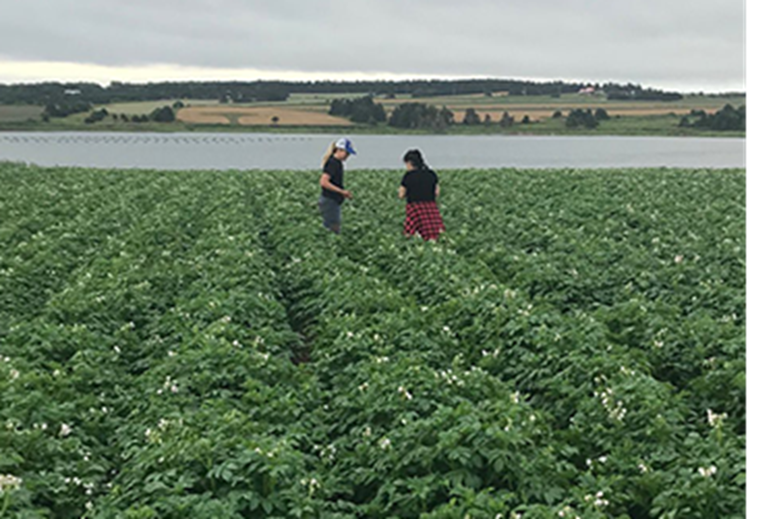 PEI Trip photo in potato field