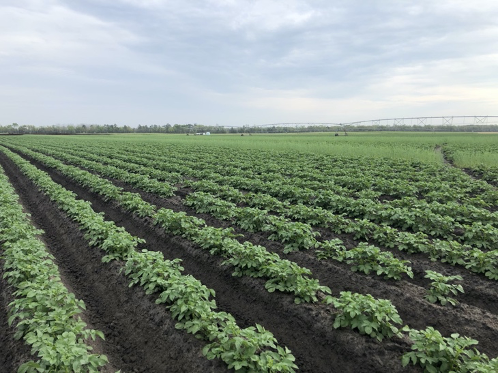 Potato fields