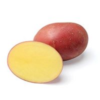 p2-red-yukon-potato